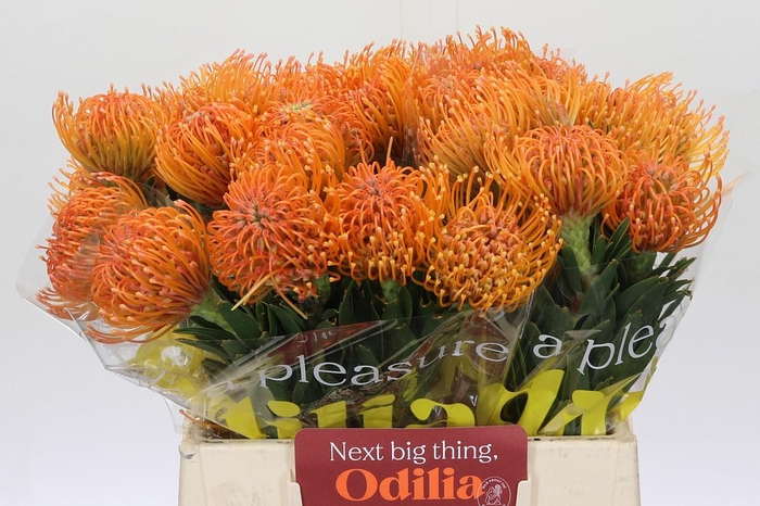 <h4>Nutans Ayoba Peach</h4>