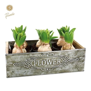 (6900) Hyacint Box Flower [XL] 6PP