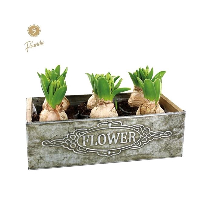 <h4>(6900) Hyacint Box Flower [XL] 6PP</h4>