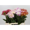 Dahlia Gemengd in fust