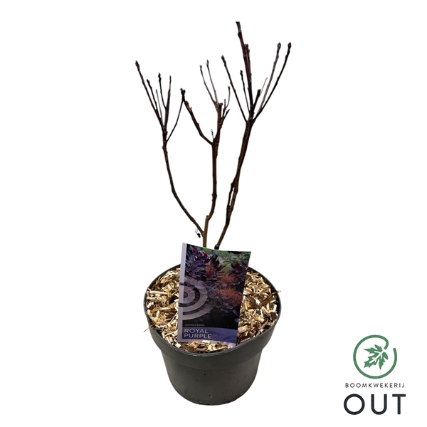 <h4>Cotinus cogg. Royal Purple 30-40 C3</h4>