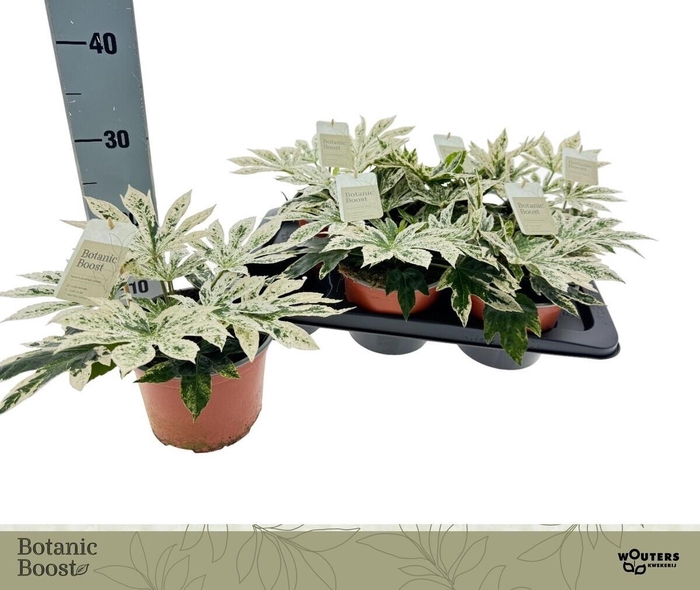 <h4>FATSIA VARIEGATA</h4>