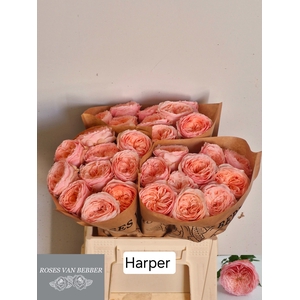 R GR HARPER!