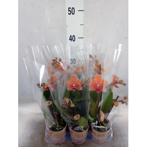 Phalaenopsis multi. 'Ant Bolzano'