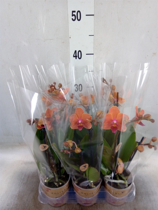 <h4>Phalaenopsis multi. 'Ant Bolzano'</h4>