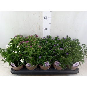 Aster  'Crown'   ...mix