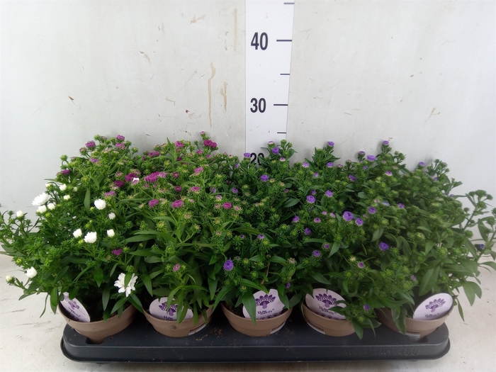 <h4>Aster  'Crown'   ...mix</h4>