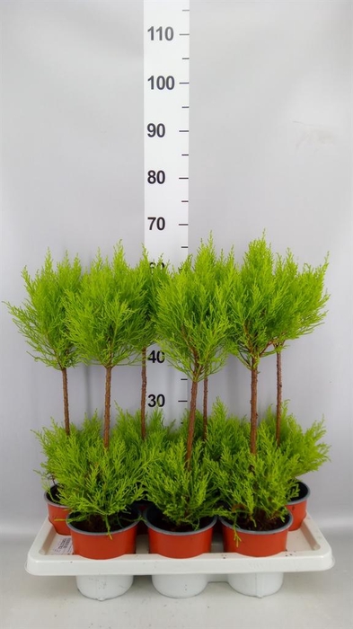<h4>Cupressus macro. 'Goldcrest Wilma'</h4>