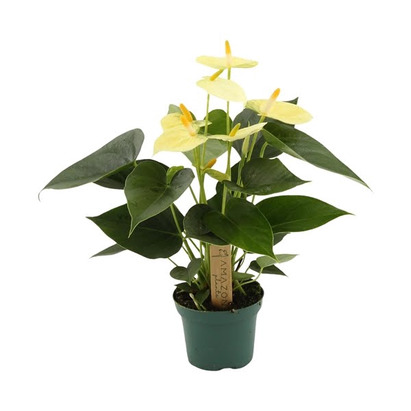 <h4>Anthurium Vanilla 9cm</h4>