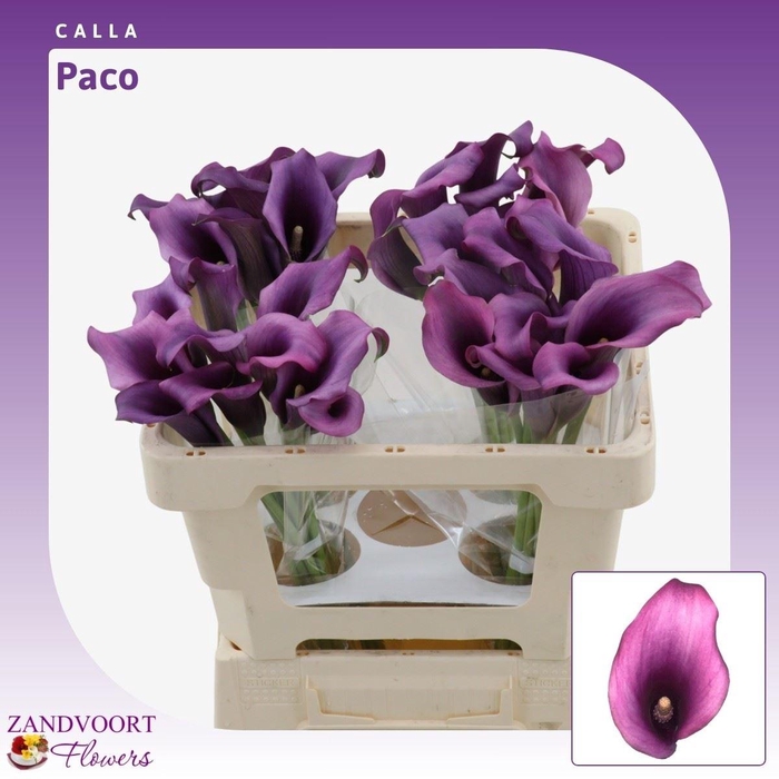 <h4>Calla Paco</h4>