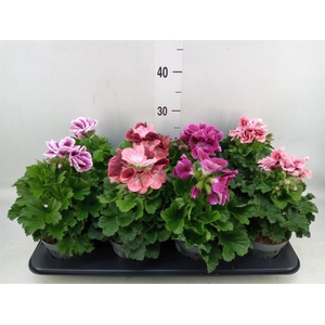 Pelargonium gran.   ..mix