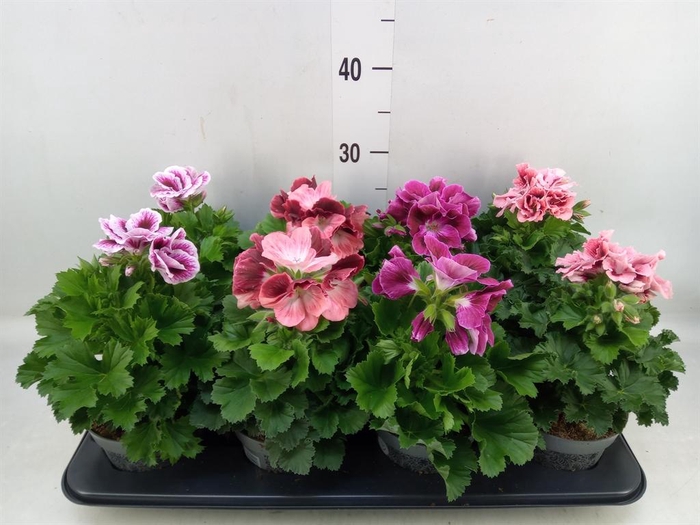 <h4>Pelargonium gran.   ..mix</h4>