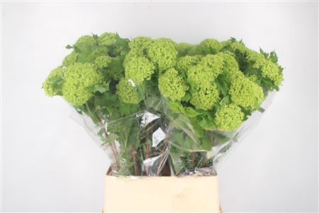 <h4>Viburnum Roseum St 2+</h4>