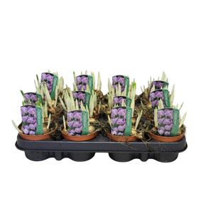 Bol op pot Crocus Pickwick (gestreept)