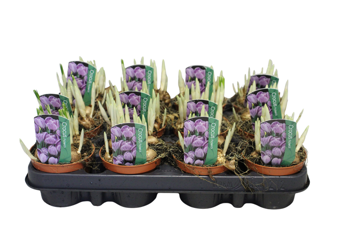 Bol op pot Crocus Pickwick (gestreept)