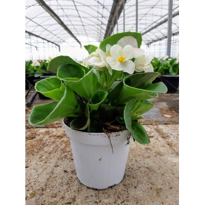 Begonia overig mixkar