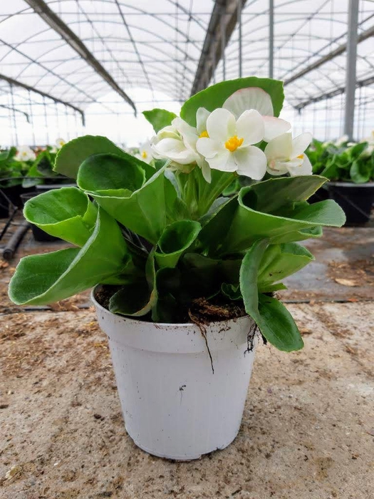 <h4>Begonia overig mixkar</h4>