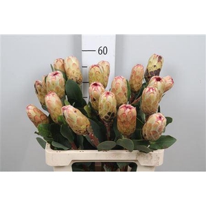 Protea Grandicolor