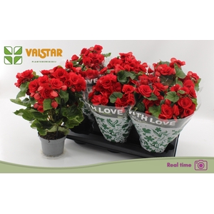 !! PROMO !! BEGONIA BALADIN P13