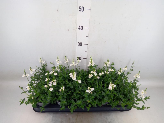 <h4>Diascia barberae</h4>