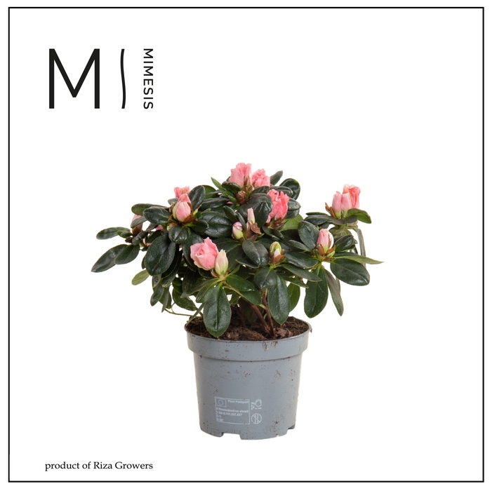 <h4>RHODO SI VOGEL LUNTE</h4>