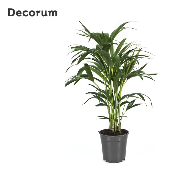 <h4>Howea forsteriana 90cm (Kentia) Decorum</h4>