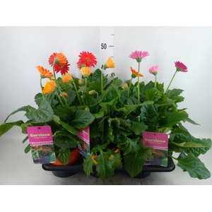 Gerbera  'Garvinea'   ...mix