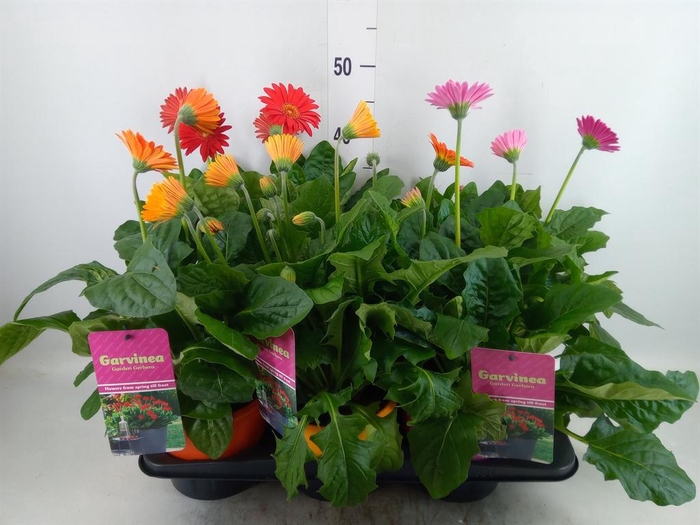 <h4>Gerbera  'Garvinea'   ...mix</h4>