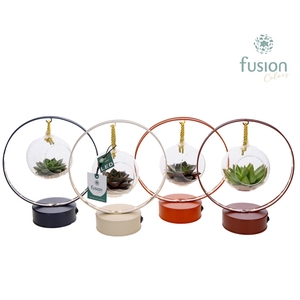 LED planter zink boog met Succulent