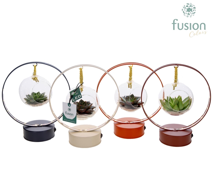 <h4>LED planter zink boog met Succulent</h4>
