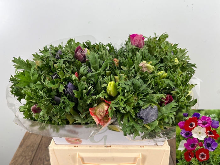 <h4>ANEM CO MAR GEM</h4>