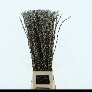 SALIX CA SNOW FLAKE