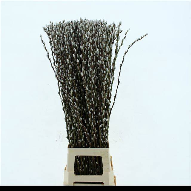 <h4>SALIX CA SNOW FLAKE</h4>