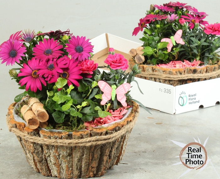 <h4>ARR TUINPLANTEN</h4>