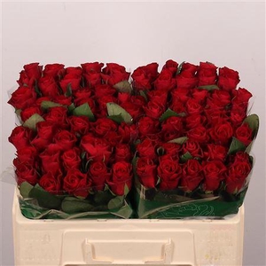 R Gr Red Tacazzi+