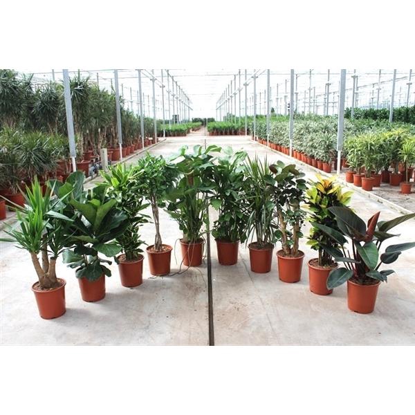 <h4>Mixkar 1406</h4>