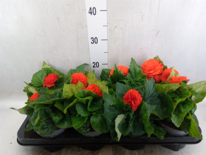 <h4>Begonia tuber. 'Fortune Orange Shd'</h4>