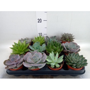 Echeveria   ...mix