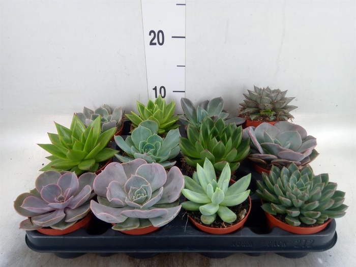 <h4>Echeveria   ...mix</h4>