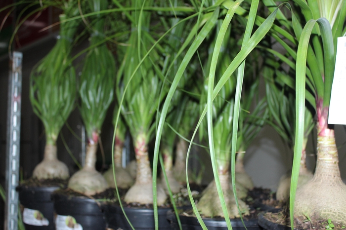 <h4>BEAUCARNEA P24</h4>