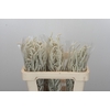 Amaranthus Yearming Desert