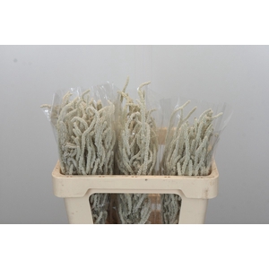 Amaranthus Yearming Desert