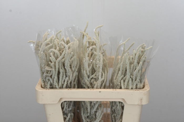 <h4>Amaranthus Yearming Desert</h4>