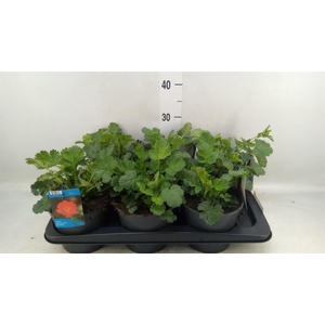 Geum chiloense 'Mrs Bradshaw'