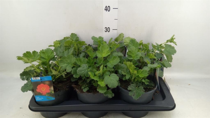 <h4>Geum chiloense 'Mrs Bradshaw'</h4>