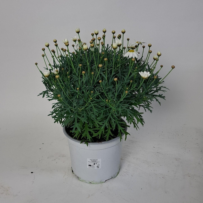 <h4>Argyranthemum frutescens Wit Margriet Met Hoes</h4>