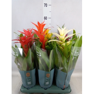 Guzmania   ...mix