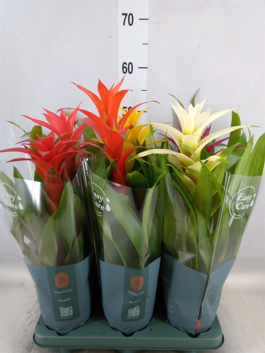 <h4>Guzmania   ...mix</h4>