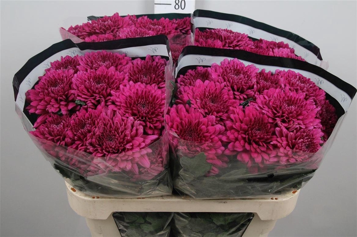 <h4>Chr G Lamira</h4>