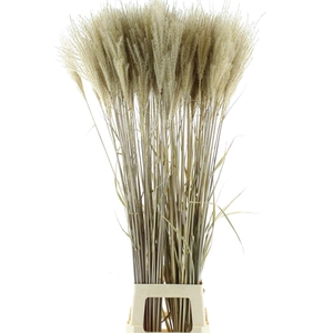 Dried Stipa Feather Leaves Natural